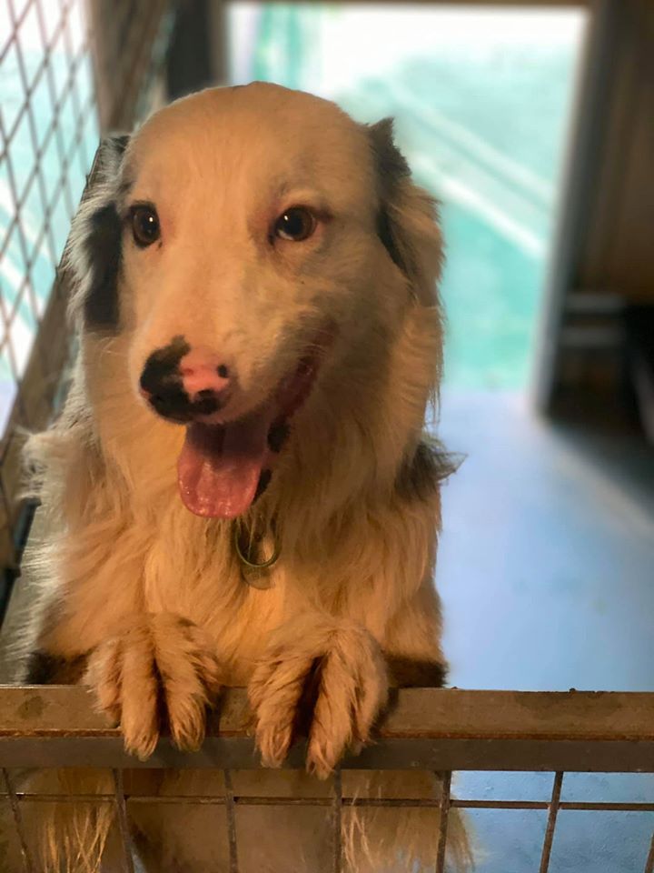 Dog Day Care near Mackay Bayview Canine Lodge