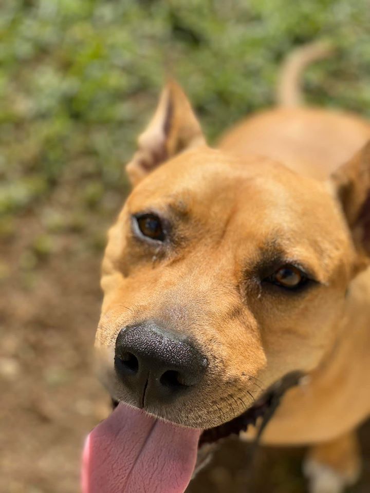 Dog Kennels near Mackay Bayview Canine Lodge
