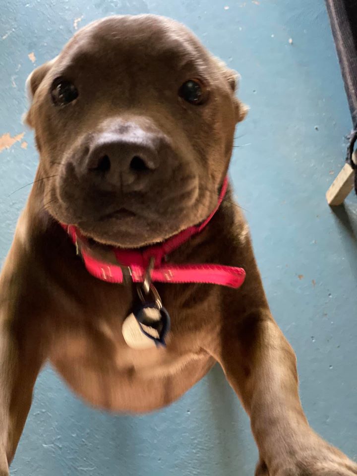 Dog Boarding Kennels near Mackay Bayview Canine Lodge