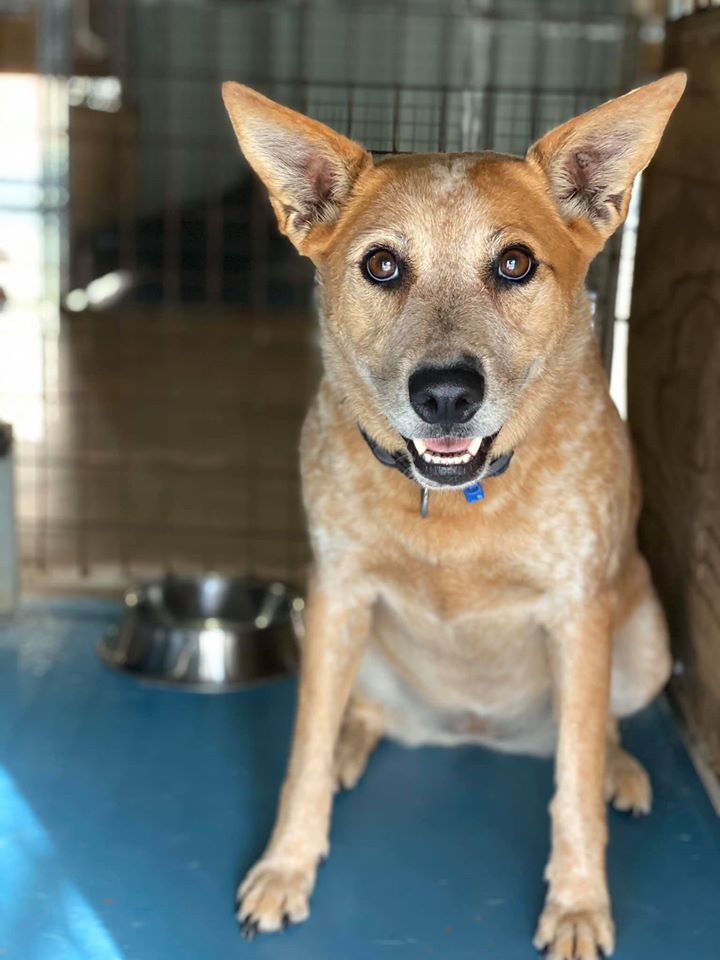 dog-day-care-near-mackay-bayview-canine-lodge