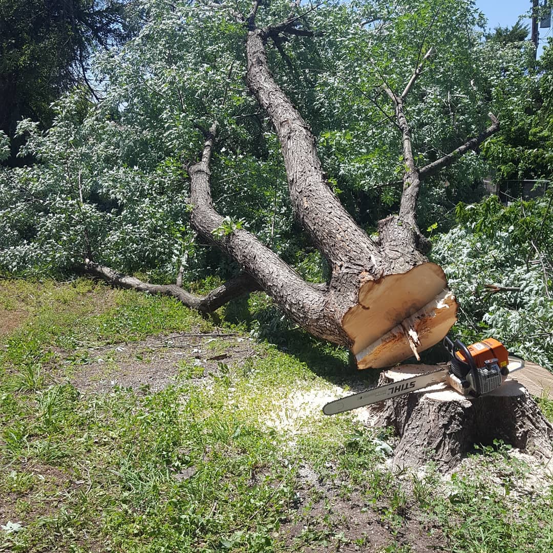 Tree Care Services | BARC Tree Care | Hutchinson, KS
