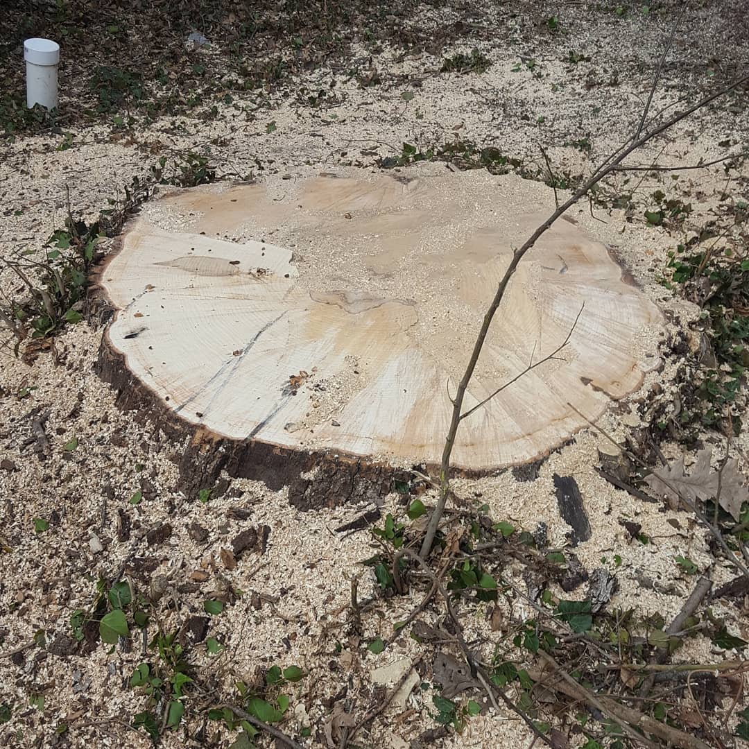 Tree Care Services | BARC Tree Care | Hutchinson, KS