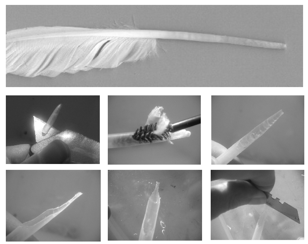 The kulmus (quill) and how to cut it