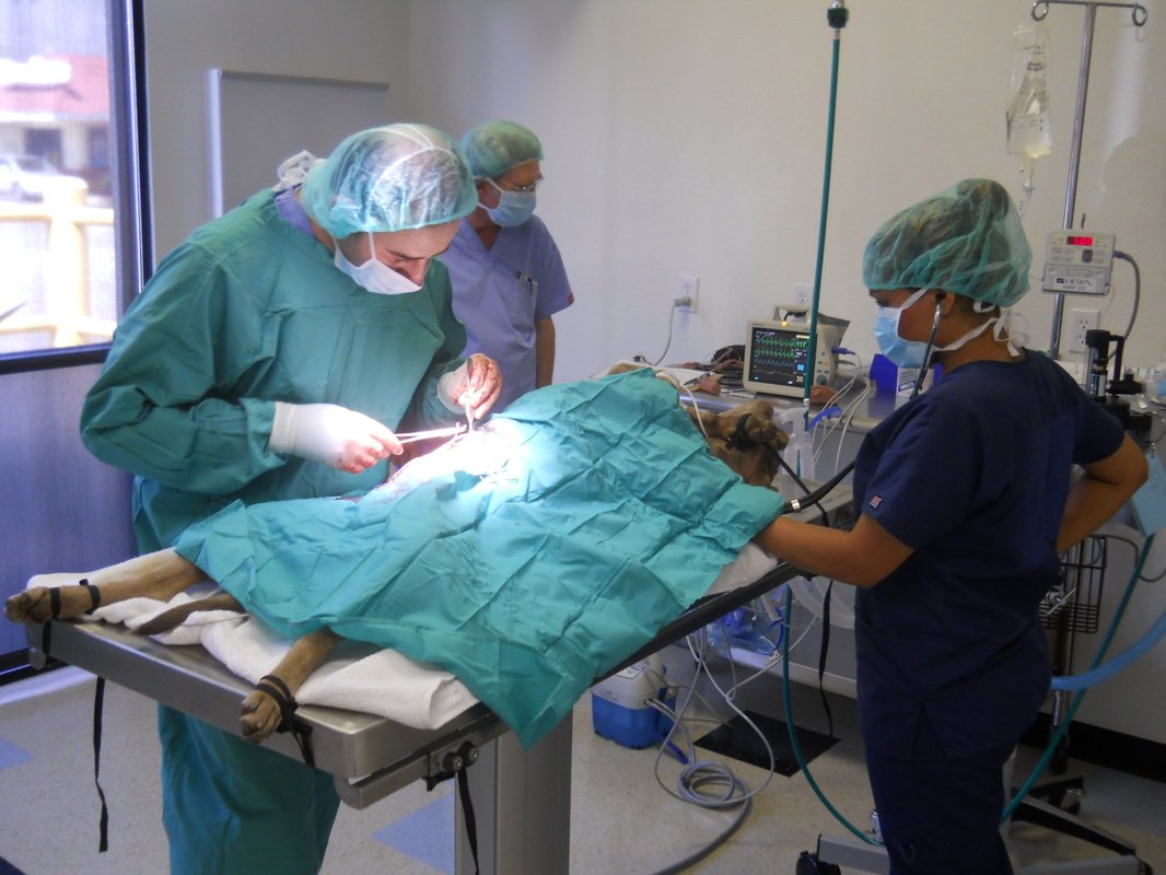 Pasadena Pets Veterinary Hospital Happy Pets Happy Owners