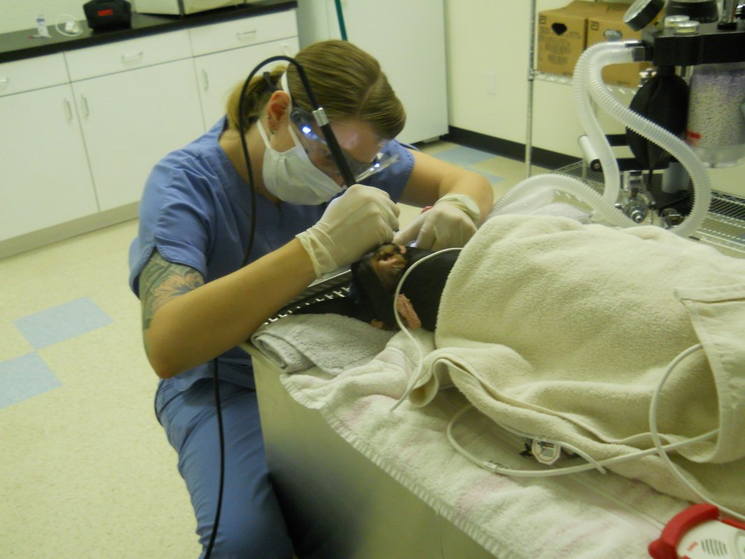 Pasadena Pets Veterinary Hospital Happy Pets Happy Owners