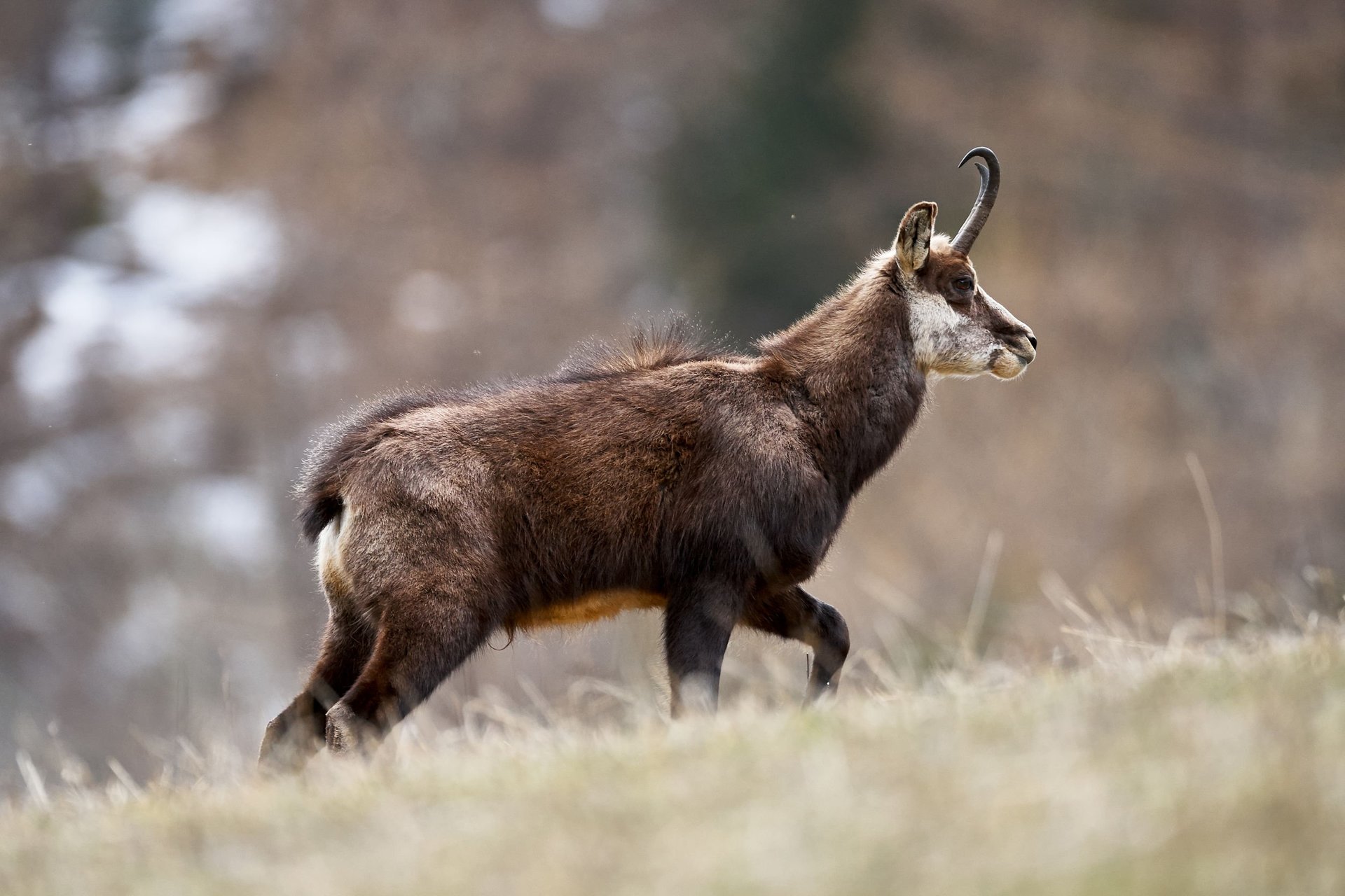 Anatolian chamois hunting with Real Big 5