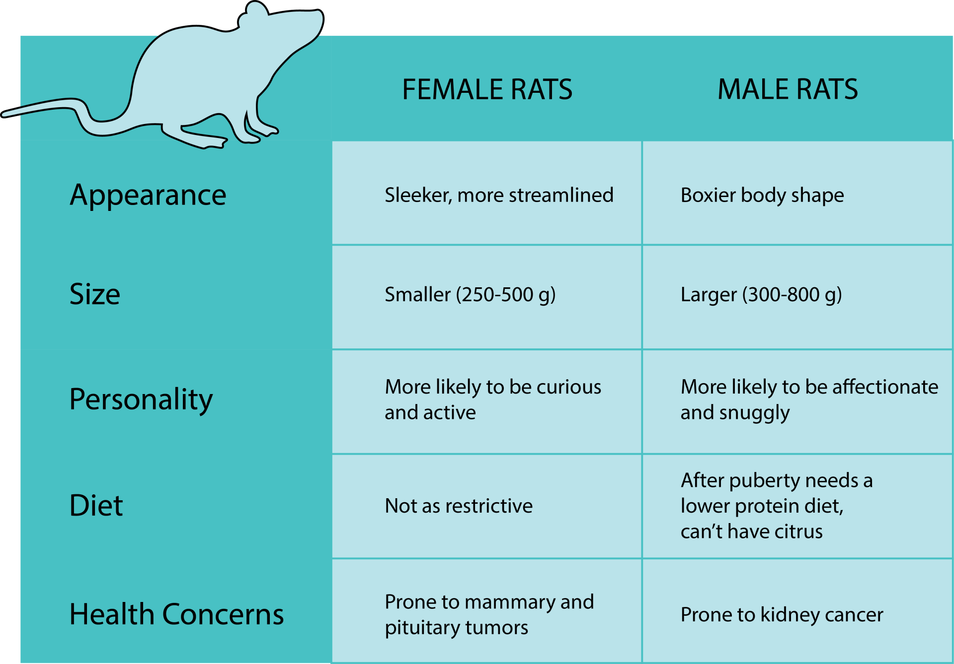Male Vs Female Rats Who’s The Better Pet?