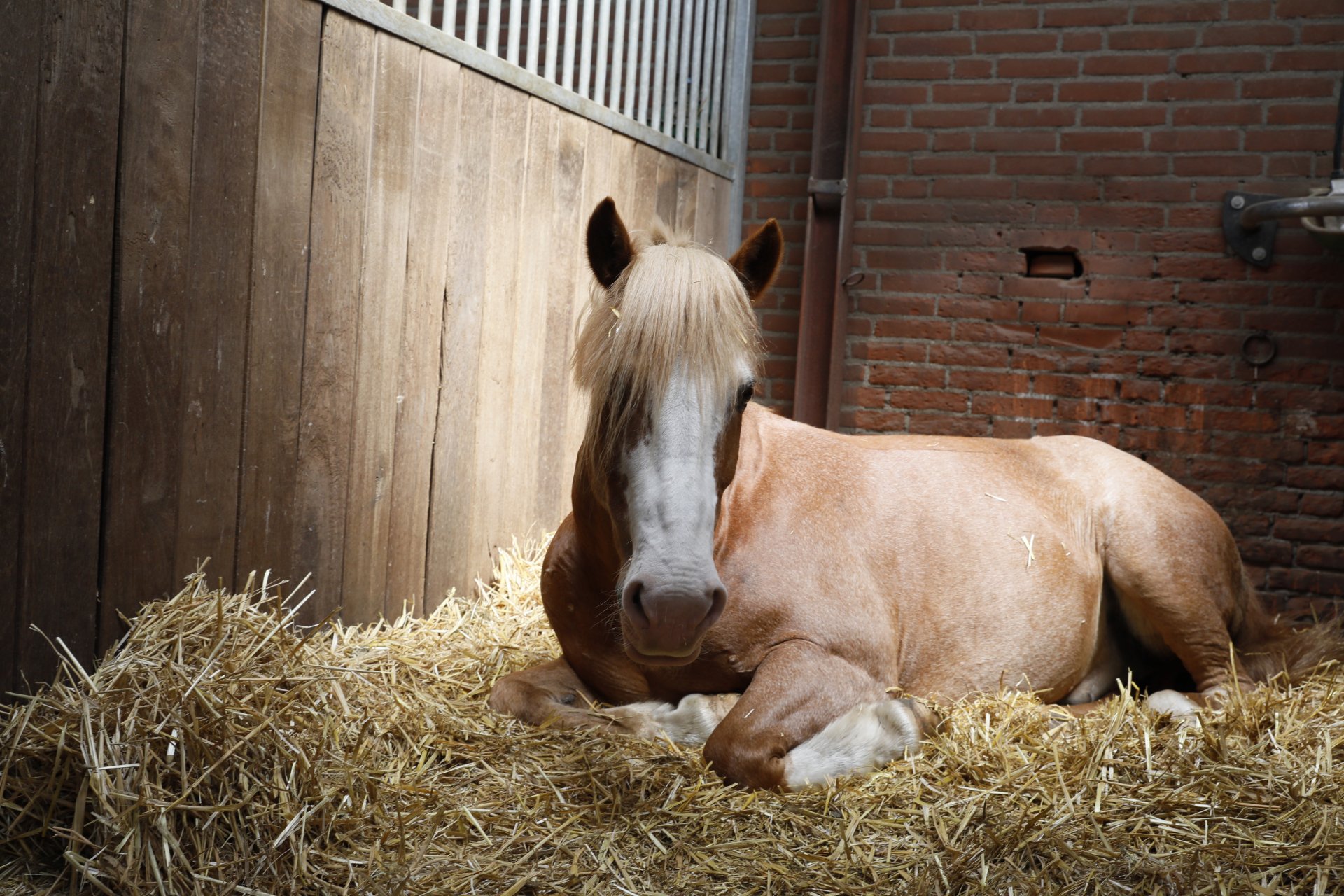 De manegepony's van ruitersportcentrum EEPM in Eindhoven