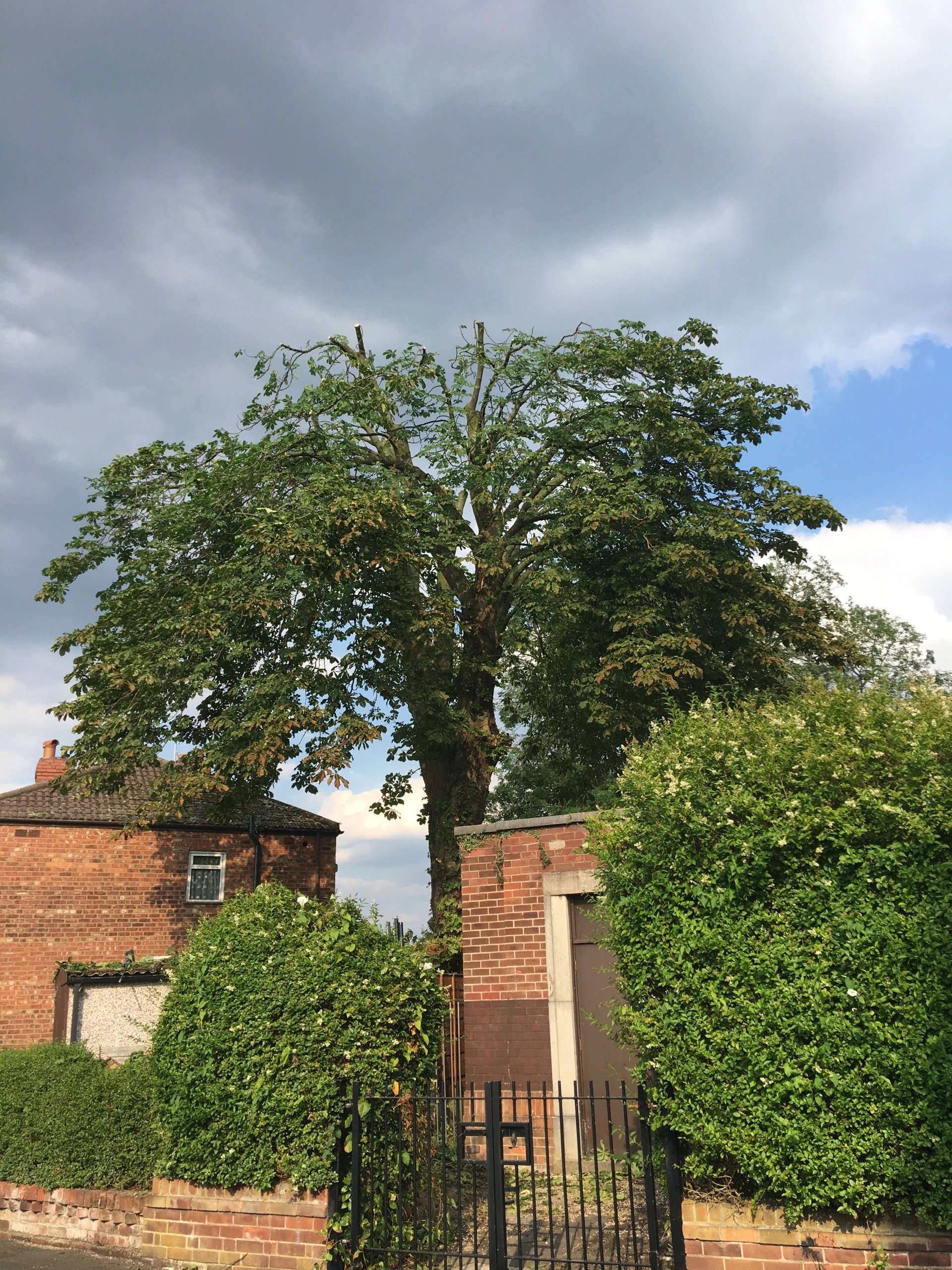 Hedge Cutting Tree Surgeons Garden Services Glossop