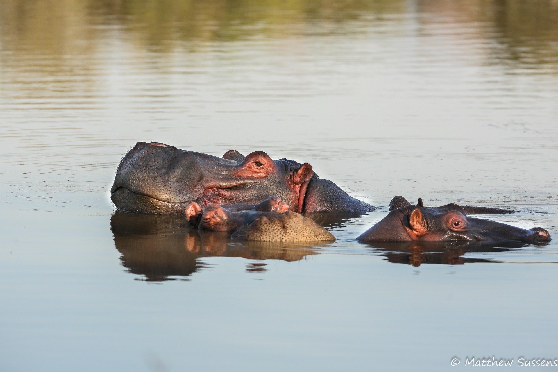 Let S Hear It For Hippos Fish Feeders Of The Olifants