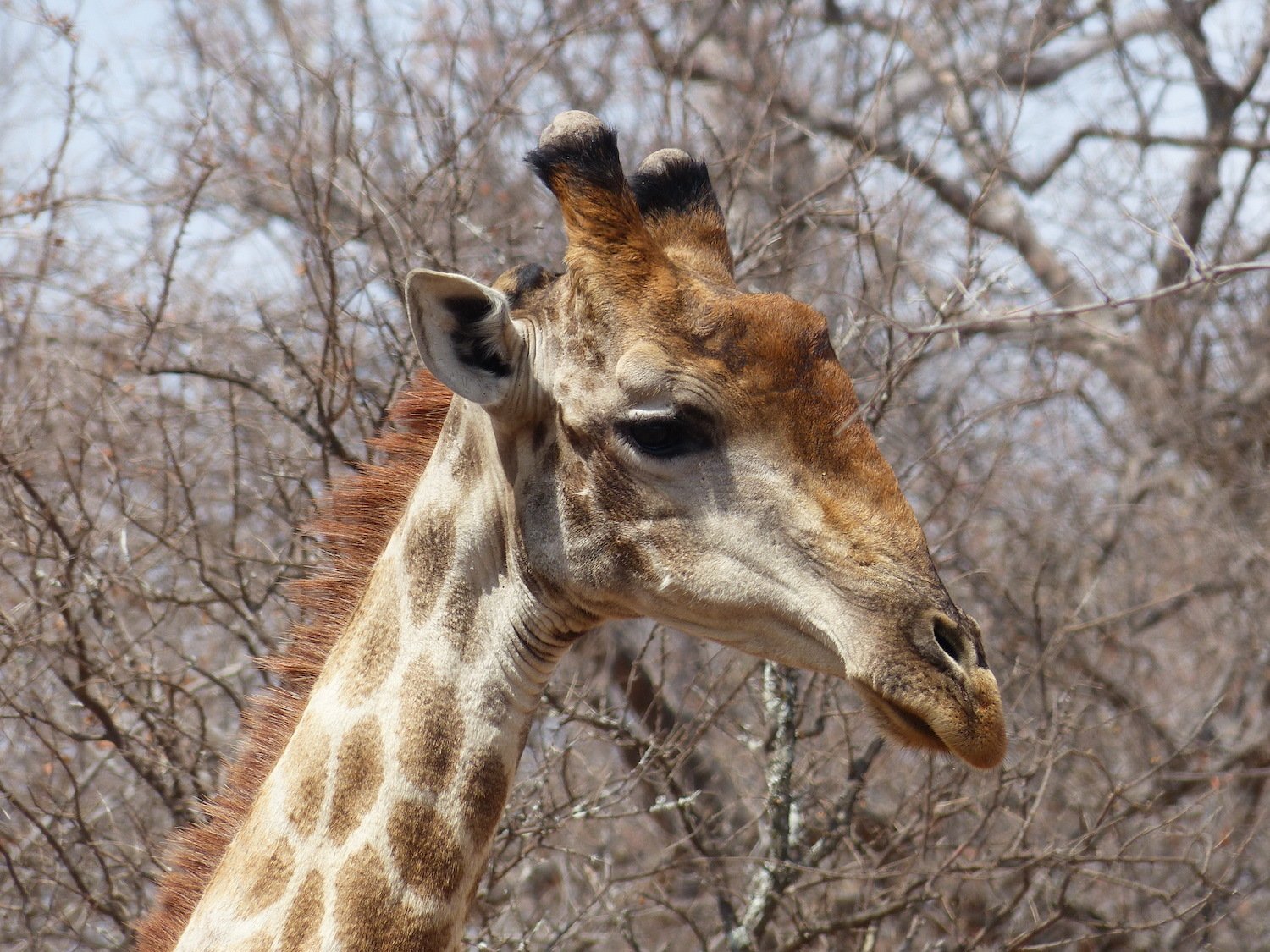 新素材新作 キリン ☆ South African Giraffe レッグボーン Hunting