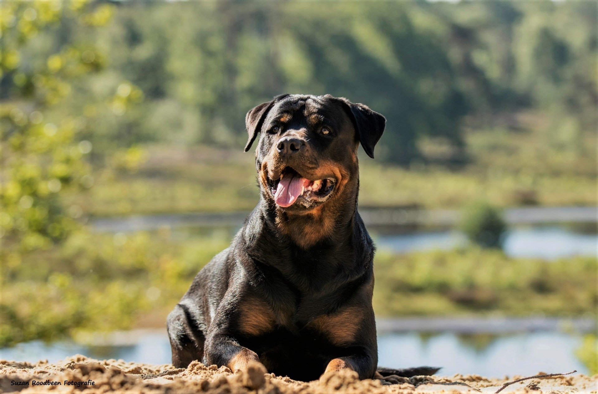 Rottweiler Kennel Angfiero voor sociale en gezonde Rottweiler pups