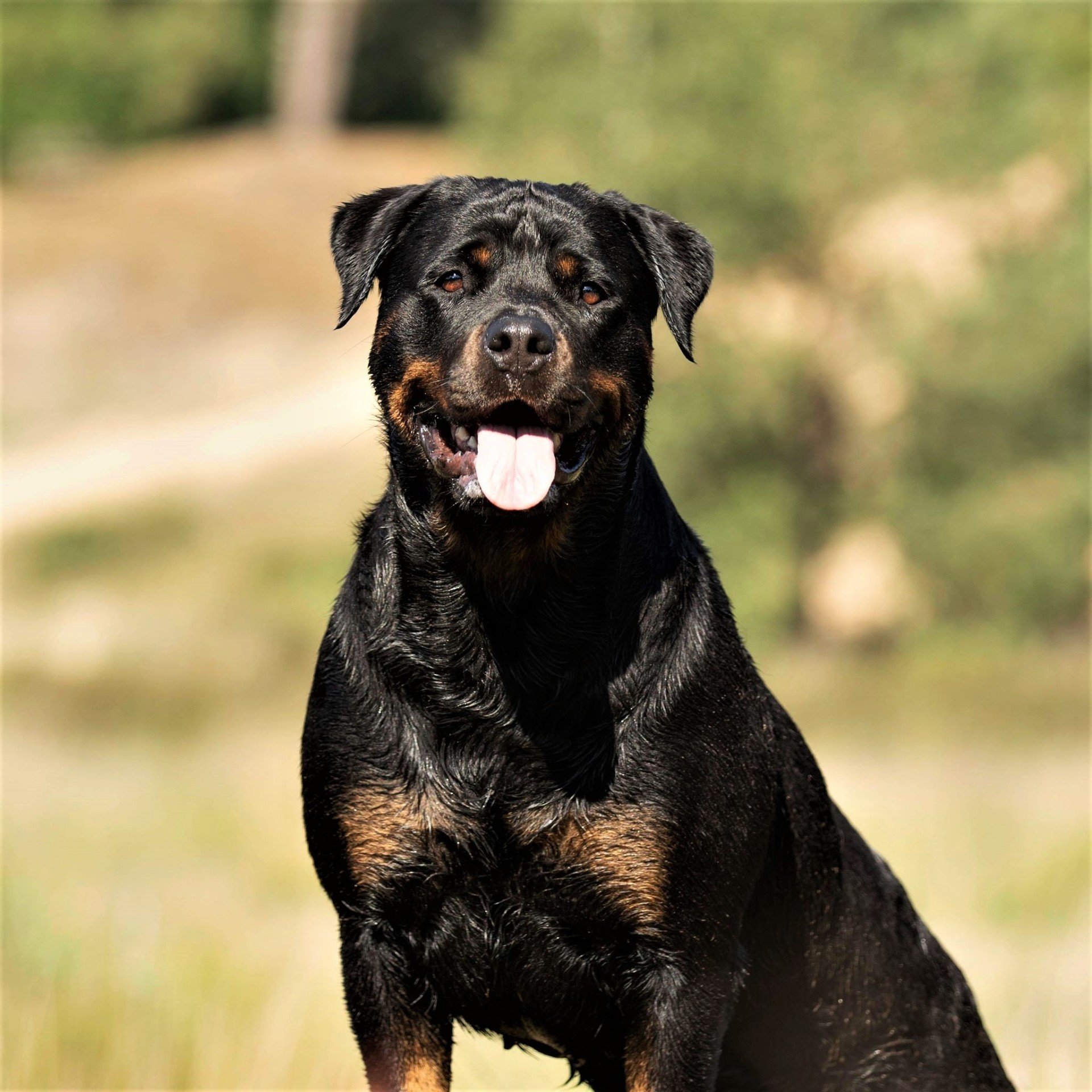 Rottweiler Kennel Angfiero voor sociale en gezonde Rottweiler pups