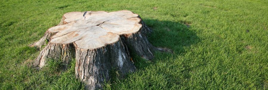 Specialist Tree Pruning in Adelaide