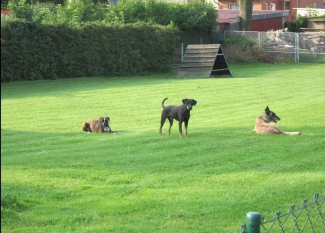 HUNDEPENSION