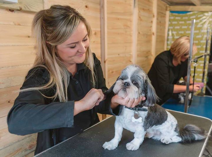 Short Bark & Sides Professional Dog Grooming Dog groomers