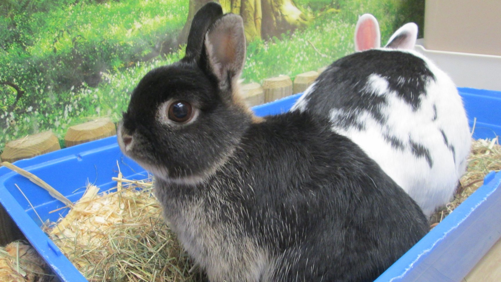 rabbit-hotel-vaccines