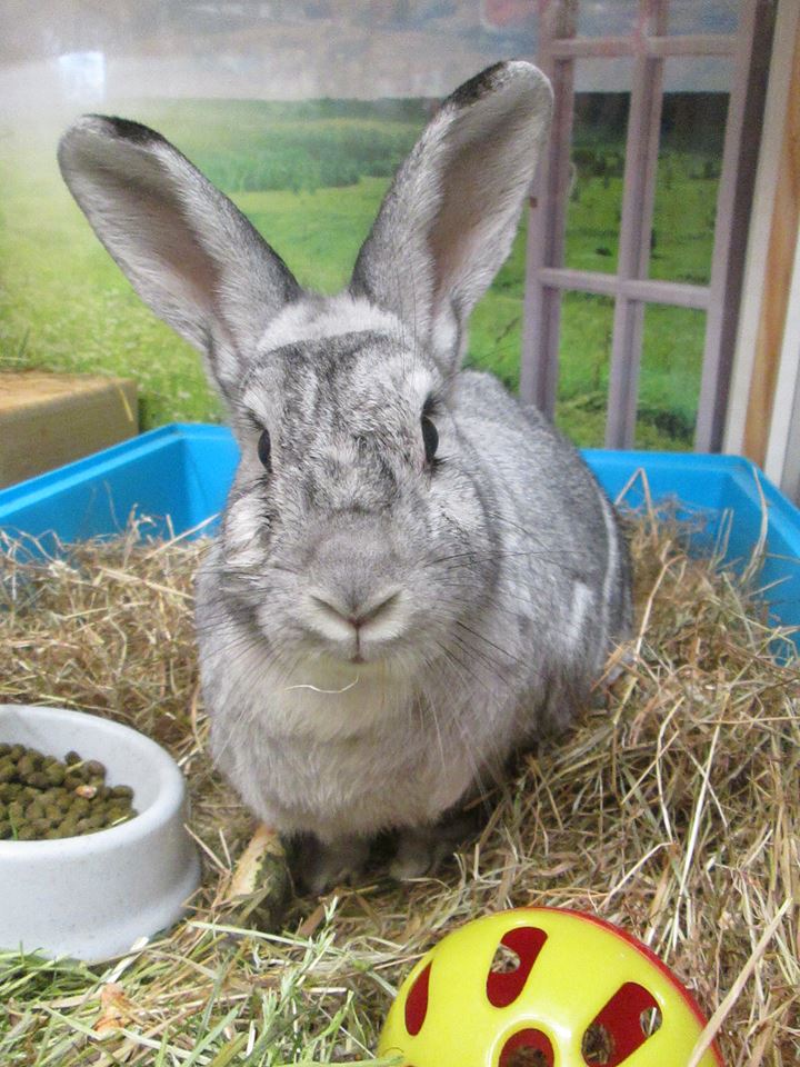 Rabbit Hotel Vaccines