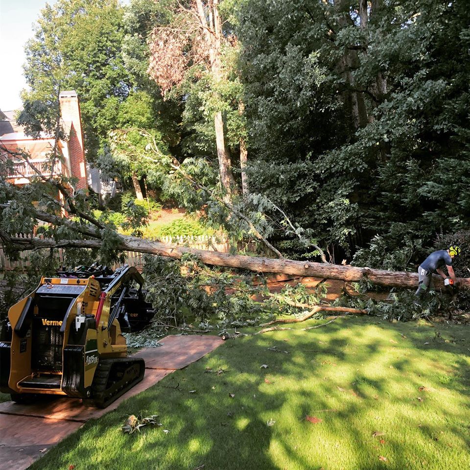 Executive Arbor 1 Tree Service In Johns Creek (770) 2316370