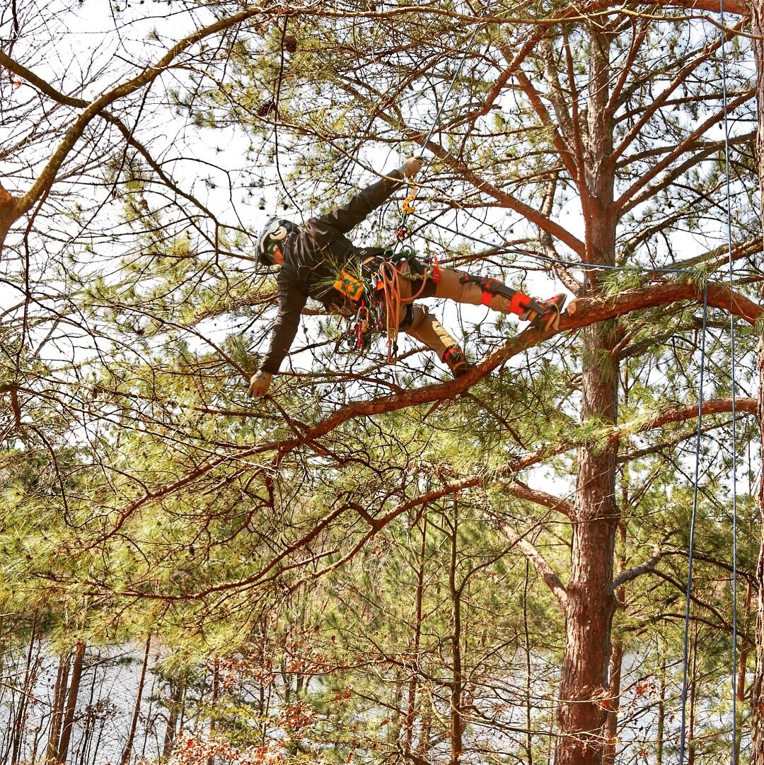 Executive Arbor 1 Tree Service In Johns Creek (770) 2316370