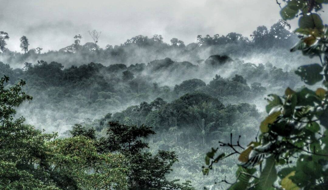 Rainforest Ecosystems The World's Most Diverse Ecosystems edZOOcating
