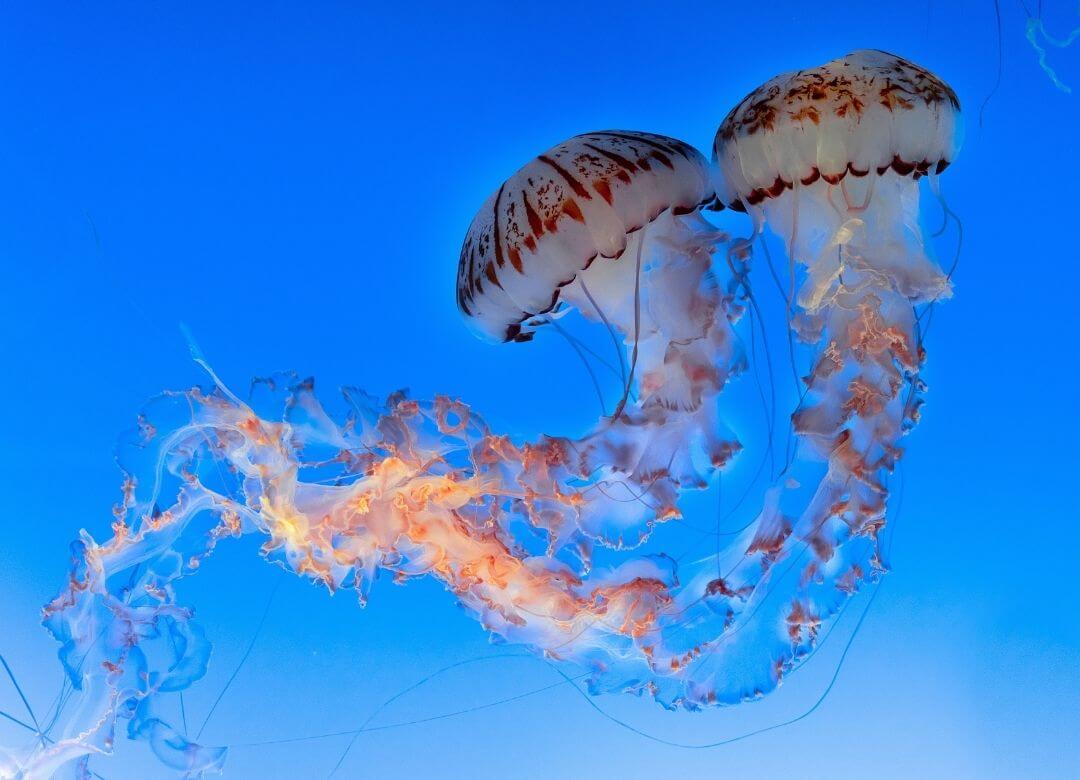 Adaptations Challenge