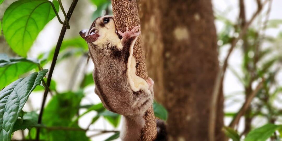 Rainforest Ecosystems The World's Most Diverse Ecosystems edZOOcating