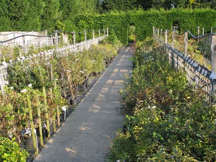 Swann Nursery Local Nursery Suffolk