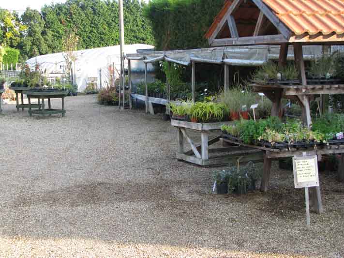 Swann Nursery Local Nursery Suffolk