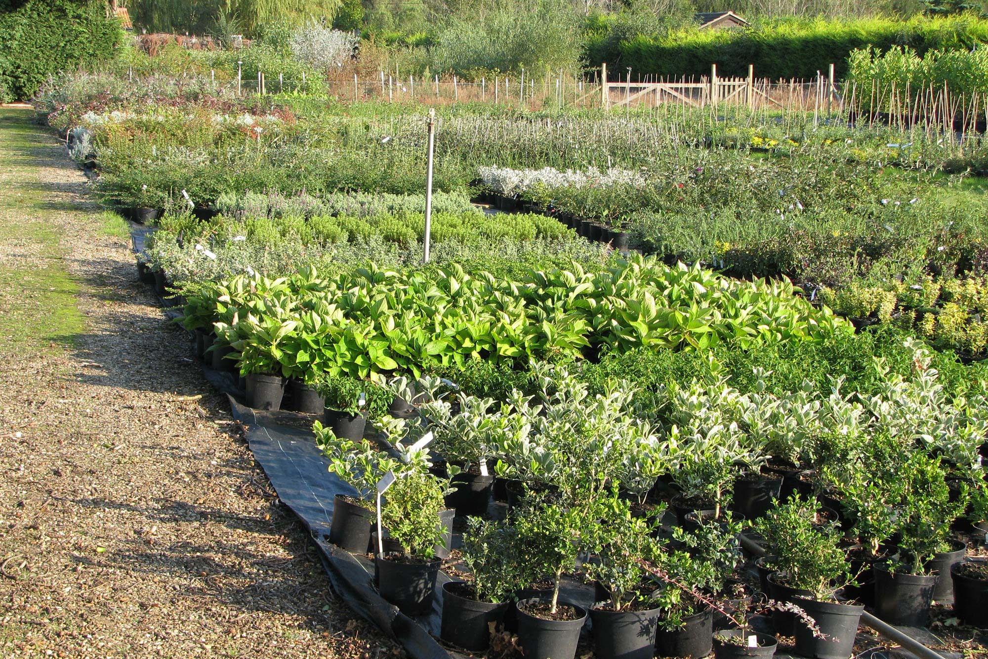 Swann Nursery Local Nursery Suffolk