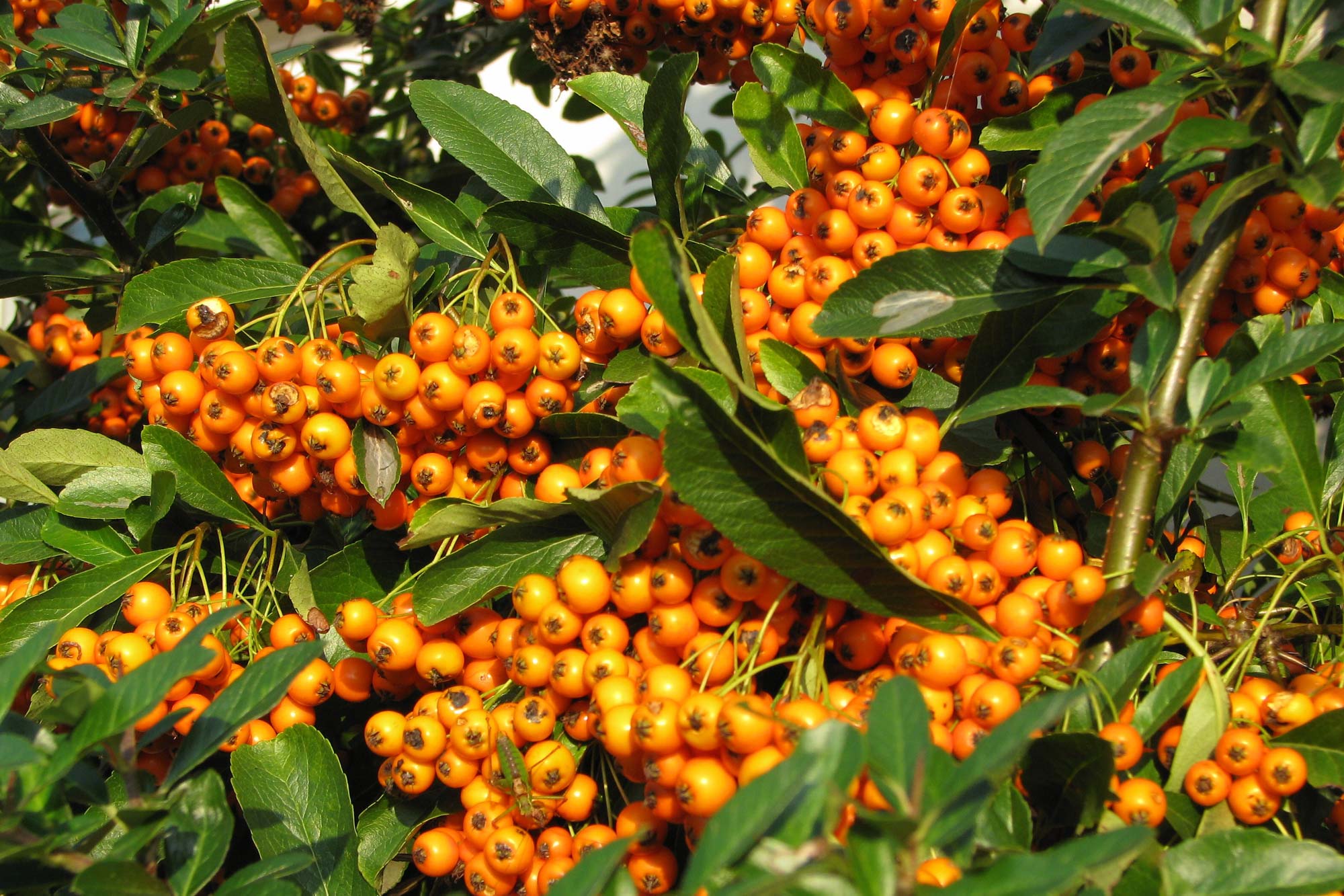 Swann Nursery Local Nursery Suffolk