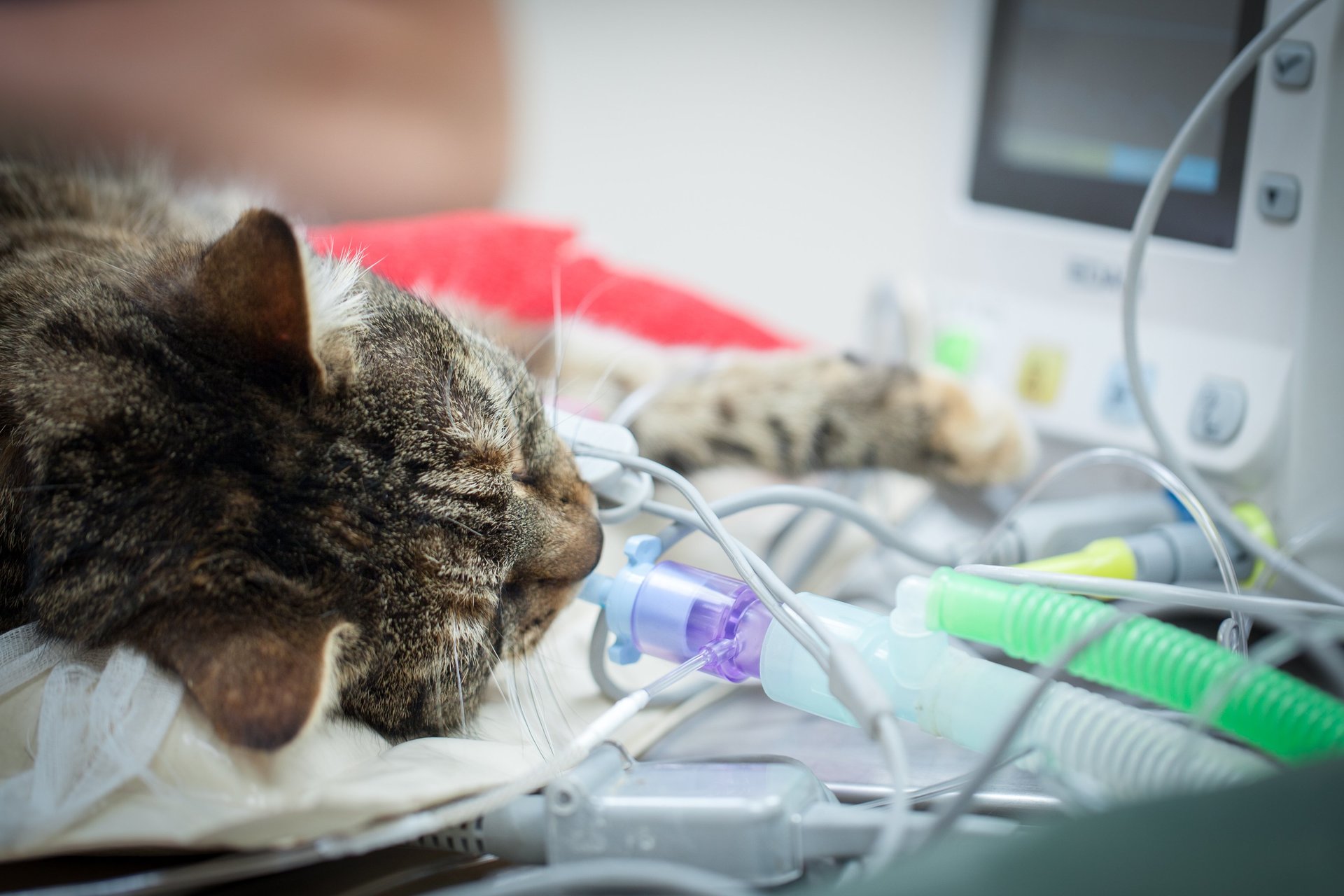 Pet microchipping Shepherds' Vets Centre Kidderminster