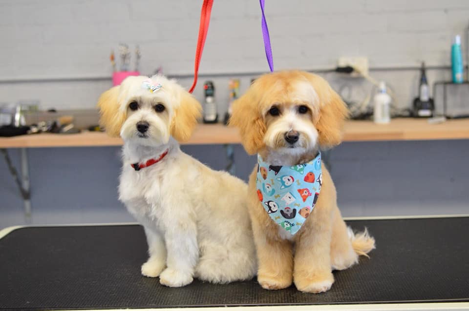 Pet Salon and Grooming Services Maitland