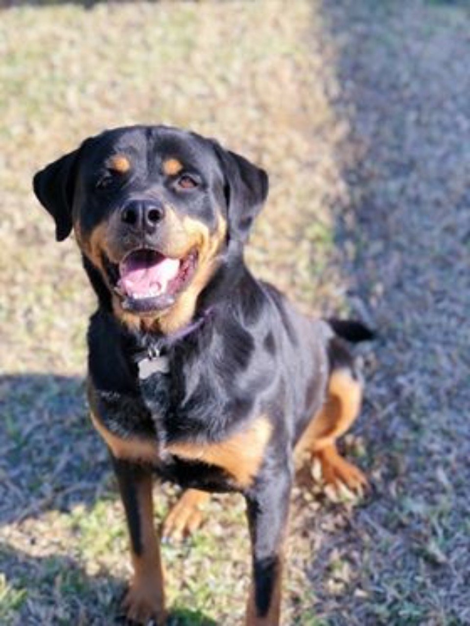 Your Friendly Local Pet Grooming Salon Maitland