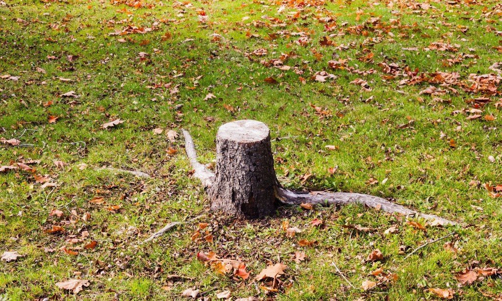 Tree stump removal A1 Tree Services & Landscapes