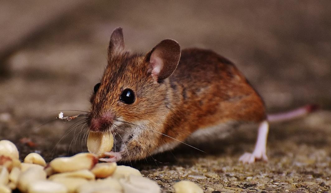 5 Interesting Facts About Mice
