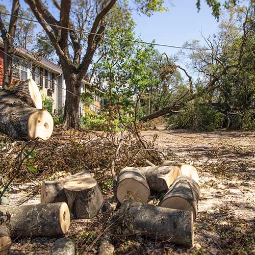 Haul Your Debris Davenport, FL Brigg's Tree Service, LLC
