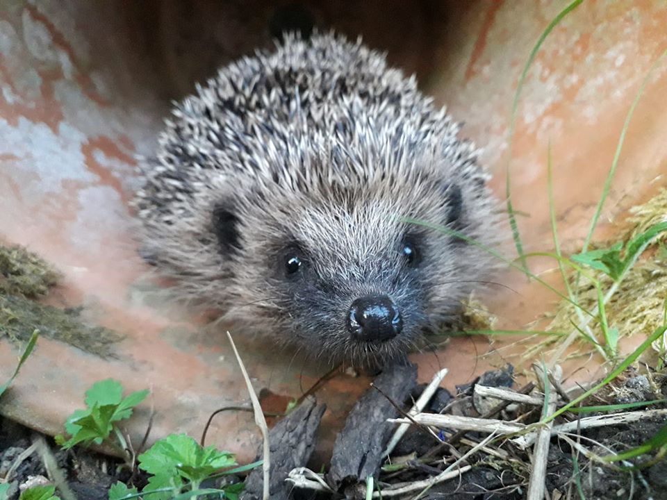Hedgehog Feeding Methods , An improved identification marking method ...