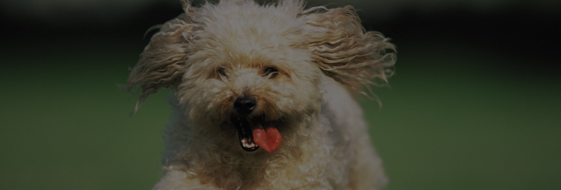 C.J's Pet Food Supplies Pet supplies in Ashford