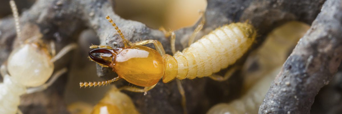 Termite maintenance Noosa