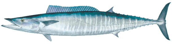 A streamlined, blue and silver fish with a long body and a forked tail fin.