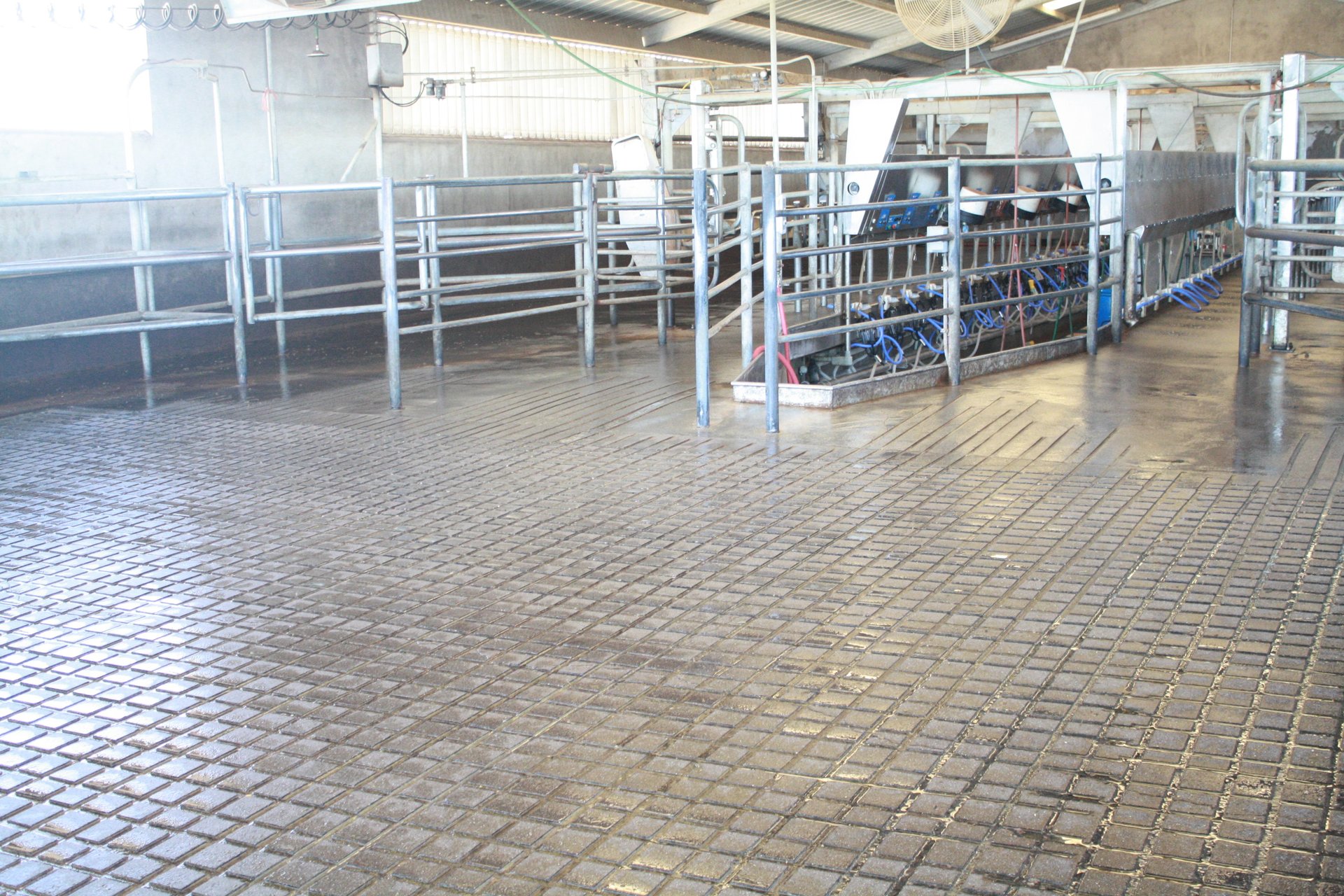 California Dairy Groovers