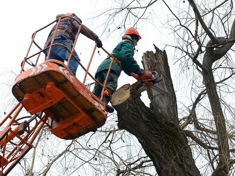 Tree Removal Lismore Green’s Tree Lopping