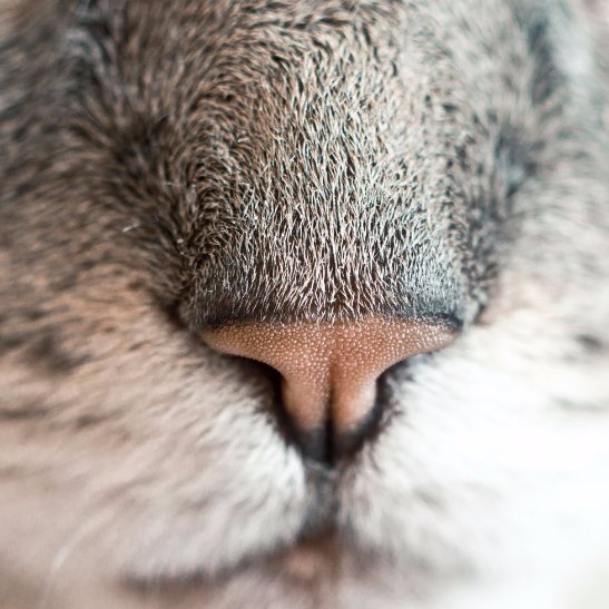 cat nose