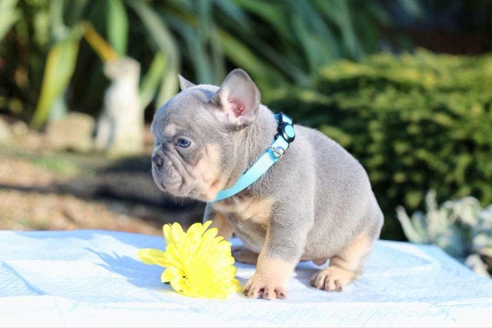 Bulldog Francese Grigio Adulto