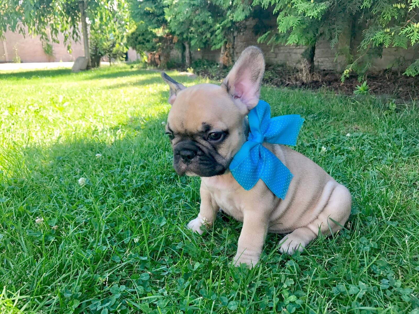 Vendita Cuccioli Bulldog Francese I Cuccioli Di Carlotta