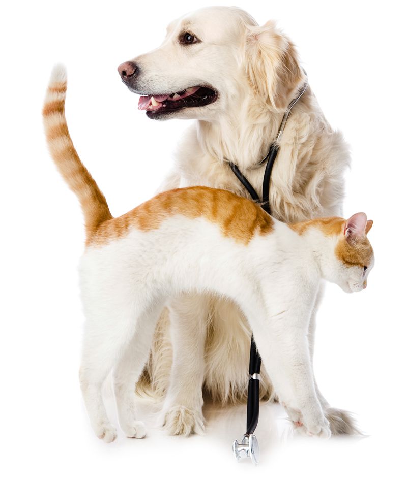 A family pet after being cared for at the vet