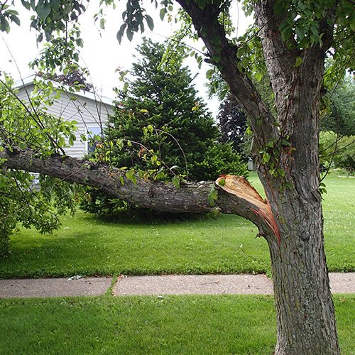 TREE REMOVAL SERVICE PITTSBURGH, PA BEST 4 LESS TREE