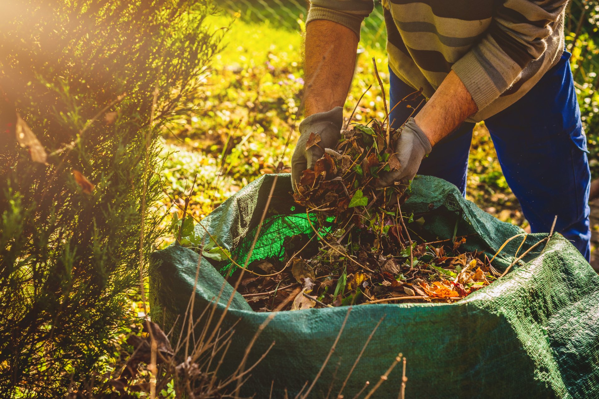 Clean yard. Candy cleaning up in the garden. Clean yard. Грабли для уборки листвы с газона. Уборка в саду осенью.