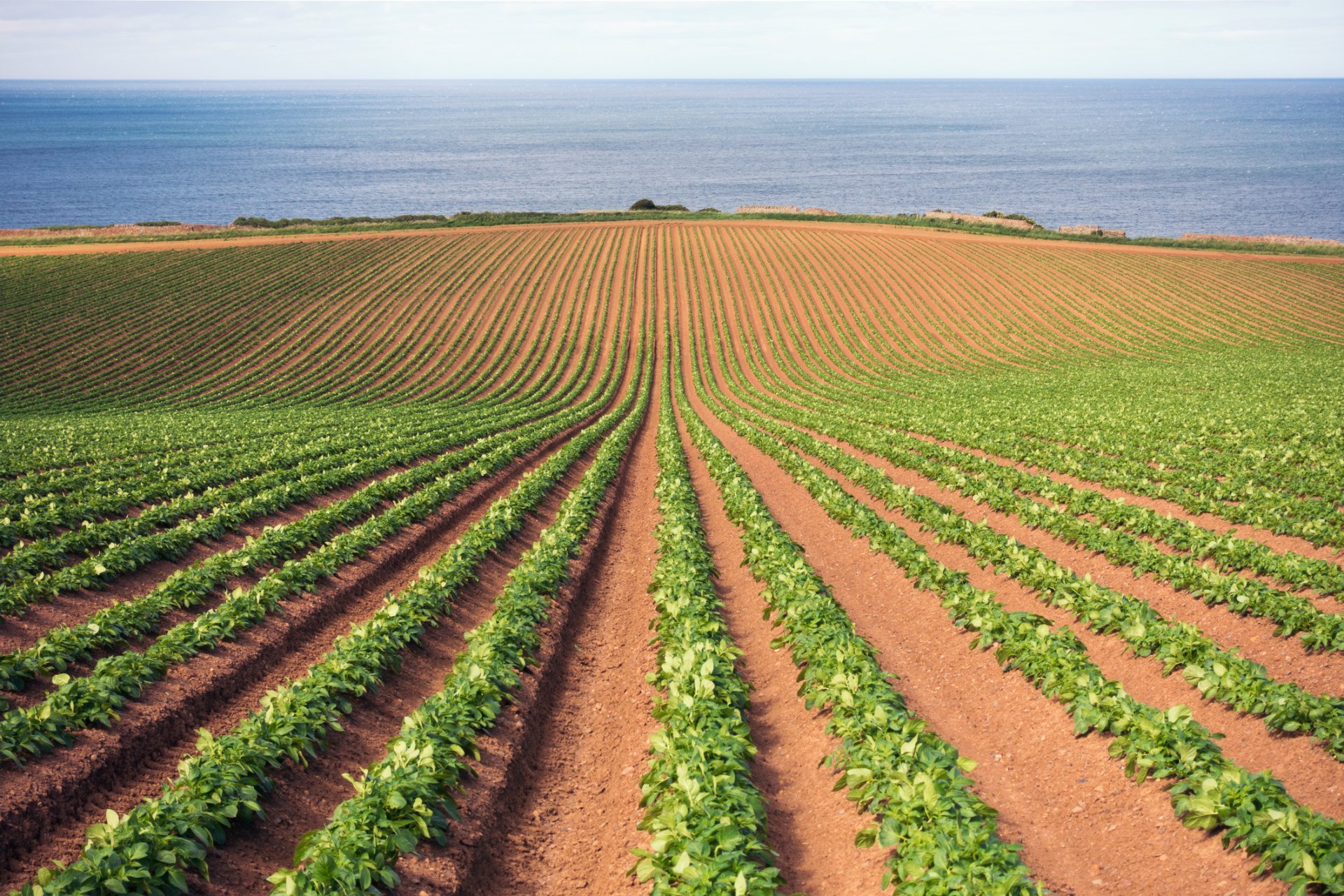 Agronomist - Pear Agri